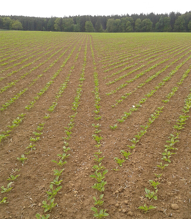 GEOCONTROL_beet
